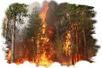 Около 30 лесных пожаров зафиксировано в Беларуси за выходные