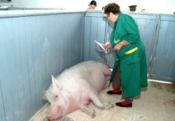 Польские ветеринары: Минск умалчивает о масштабах заражения чумой свиней