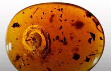 Ученые нашли волосатую улитку в янтаре, которому 99 миллионов лет