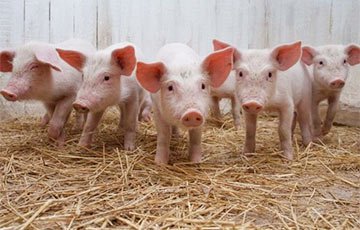Беларусь ограничивает ввоз свинины из Украины