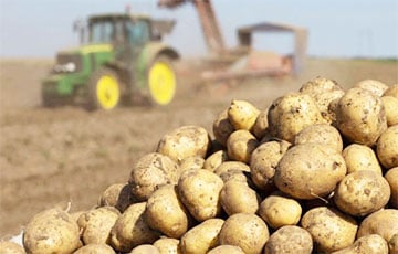 Беларусы стали снова жаловаться на картошку