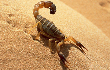 Ученые объяснили, как скорпион попал в барановичский магазин