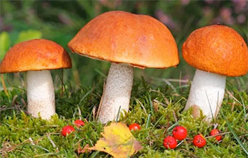 Какие необычные грибы находят в беларусских лесах