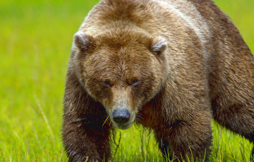 Медведь из Беларуси на минутку пожаловал в Литву