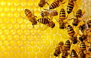 В Бресте в разгар зимы проснулись пчелы