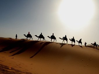 Исламисты предложили 10 верблюдов за голову Обамы