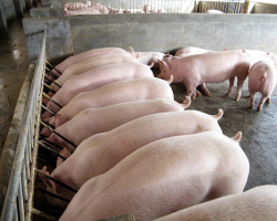 Правительство недовольно работой по восстановлению свиноводства