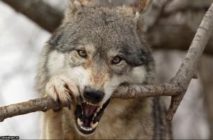 После оплаты штрафа в 1,3 миллиона минчанину разрешили оставить волка у себя