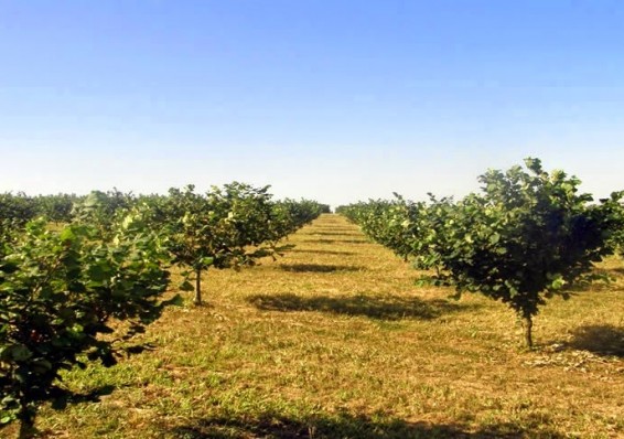 В Беларуси будут в промышленных масштабах выращивать фундук и грецкий орех