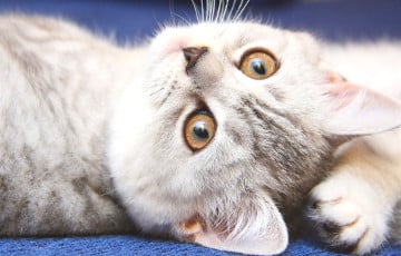 Ученые определили, в каких местах можно гладить кошек и кто справляется с этим лучше