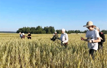 В Чечерском районе бюджетников бросили на ручную прополку полей