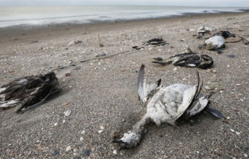 В оккупированном Крыму массово гибнут птицы