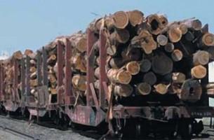 Беларусь введет запрет на экспорт своей древесины
