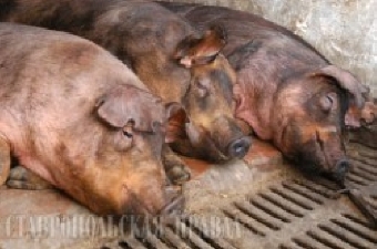 Распространение африканской чумы свиней в России угрожает безопасности Беларуси, Украины и ЕС