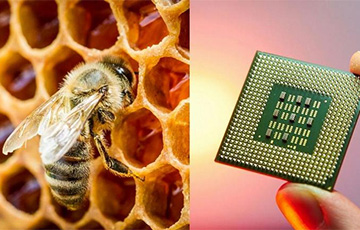 Ученые используют мед для микрочипов завтрашнего дня