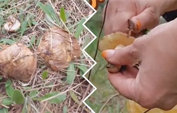 «Это рекорд!»: беларусы собирают в лесах неожиданный урожай грибов
