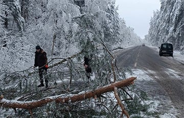 В Бресте горожан призвали не ходить в парки и лесополосы