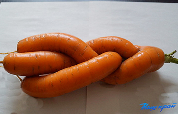 Фотофакт: В огороде жителя Барановичей выросла необычная морковь