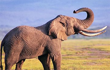 В ЮАР запечатлели на фото уникального розового слоненка