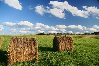 Три тяжелых несчастных случая произошли в организациях АПК Беларуси на заготовке кормов