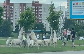 В Минске заметили стадо коз