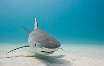 В Турции в заливе Мармариса туристы увидели «акулу» и отбивались от нее шваброй