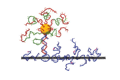 ДНК стала «паровозом» на углеродных рельсах-нанотрубках