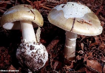 В Гомельской области в сентябре из-за отравления грибами умерли шесть человек