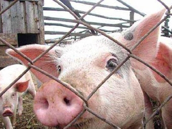 Беларусь с 10 октября ограничила ввоз свинины из Липецкой области из-за африканской чумы свиней