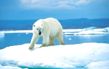 Ученые обнаружили медведя из Ледникового периода в прачечной