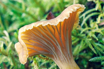 Беларусы уже собирают лисички