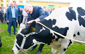 Лукашенко: Кому страну оставить? Корову от козы отличить не могут!