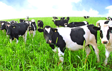 Бригадира сельхозпредприятия подозревают в краже 79 коров