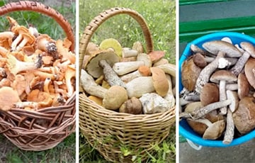 «Ребята, грибы пошли!»: беларусы рассказали, где набрать полные корзины после ливней