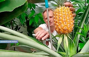 Беларусский садовод выращивает на даче ананасы, инжир и по 30 кг бананов за год