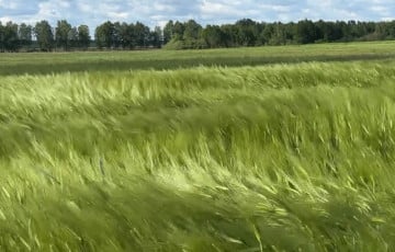 Минчанка показала, как выглядит «беларусское море»
