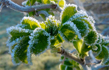 Синоптики: В Беларуси будет тепло до вторника