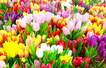 Как беларусам выгодно купить цветы к 8 марта