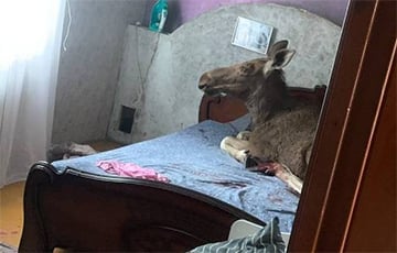 В Бобруйске лось запрыгнул в дом: история получила неожиданное продолжение
