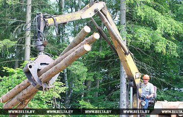 В Беларуси заготавливают древесину в чернобыльской зоне