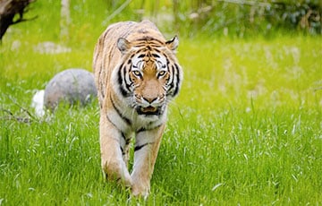 «Китайский тигр отгрызает конечности у московитского охотника»