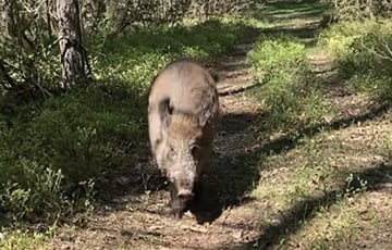 На хуторе у беларуса живет дикий кабан, который обожает Snickers