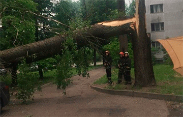 Поваленные деревья и выбитые стекла: что натворили сильный ветер и гроза в Минске