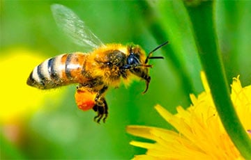 Британские ученые научили пчел играть с мячом