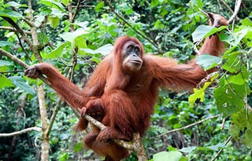 Орангутан покурил выброшенную сигарету в зоопарке Вьетнама