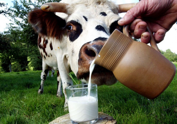 Беларусь намерена увеличить производство молока