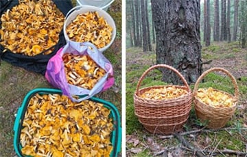 «Лисички можно вывозить багажниками»