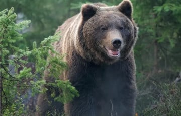 Медведь-гигант из-под Крупок взорвал соцсети