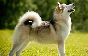 Ученые рассказали, в какую сторону собаки виляют хвостом, если человек им нравится