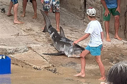 Австралийца оштрафовали за убийство акулы-людоеда